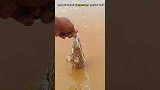 saving most venomous puffer fish shorts sea pufferfish animals dhana51seavlogs [upl. by Akialam398]