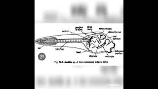 tadpole larva of herdmaniazoologybiologyvedioyoutubevedio [upl. by Rex]