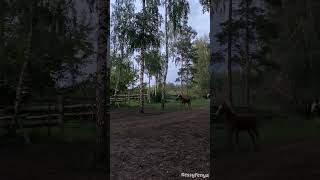 Neighing horses  Horse Sounds [upl. by Adiraf]