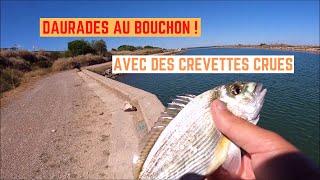 DAURADES au BOUCHON à la CREVETTE CRUE [upl. by Ttennej]