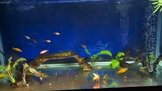 Swordtail grow out tank [upl. by Sinnod739]