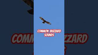 Common Buzzard sounds [upl. by Niamjneb]