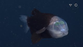 New deepsea sighting The barreleye fish has a transparent head and tubular eyes [upl. by Osrock]