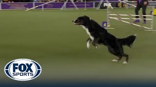 Truant the Border Collie wins the 20quot class at WKC Masters Agility  FOX SPORTS [upl. by Allimrac]