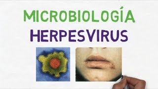 Microbiología Herpesvirus Generalidades [upl. by Paresh]