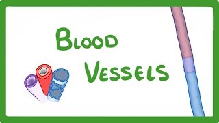 GCSE Biology  Blood Vessels 24 [upl. by Friedberg]