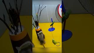 Cat TV shorts videos for cats to watch cat tv [upl. by Gievlos]