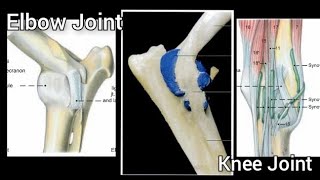 Elbow Joint  Carpal or Knee Joint  Syndesmology  ANATOMY by Dr Rakhi Vaish  NDVSU  Lecture [upl. by Eitnom]