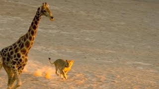 Incredible Five Lions Take Down a Giraffe [upl. by Obellia577]