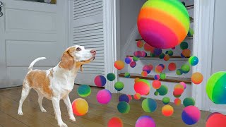 Dog Surprised with Technicolor Waterfall of BALLS [upl. by Revell]