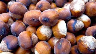 Hazelnuts  types growing harvesting curing nutrition [upl. by Primrose267]