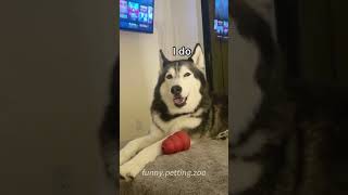 part 12 Englishspeaking dog funnydogs funnyanimals petvideoscutepets challenge fyp [upl. by Fesoy]