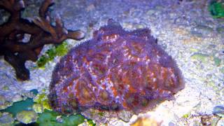 Acanthastrea lordwensis LPS alimentata con Zooplancton vivo [upl. by Lehman]