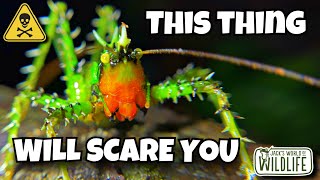 SCARIEST INSECT On EARTH The SPINY DEVIL Katydid [upl. by Arvin]