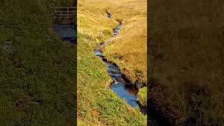 Peak district stream guitar 2024 naturewalk nature youtubeshorts clearwater stream video [upl. by Tades537]