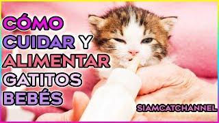 Cómo Cuidar y Alimentar Gatitos Bebes Gatos Abandonados o que perdieron a su madre SiamCatChannel [upl. by Aicsila]