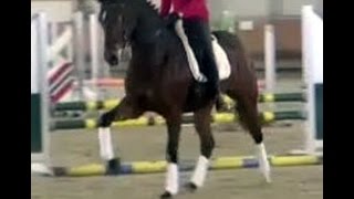 wwwsporthorsesonlinecom 2007 Hanoverian mare 162 hh 3rd level sold [upl. by Melgar]