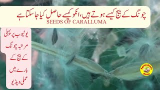 Caralluma tuberculata seed and seed collection Caralluma seed formation process [upl. by Labina]