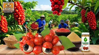 Have you heard of GUARANA A superfruit native to the AMAZON that is transformed into SODA [upl. by Tema]