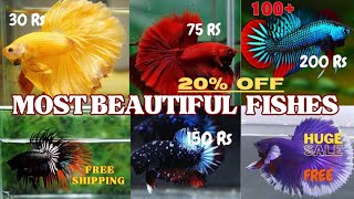 Imported Betta fish  Betta fish price  Betta Fish Farm amp Breeding  All India delivery possible [upl. by Ramar]