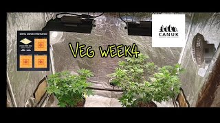 Kiss Canuk Grow veg week 4 [upl. by Jacques]