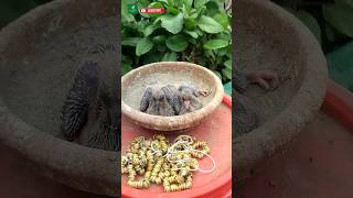 Pigeon tag  Pigeon Rings  kobutorar Ring  shortsfeed ytshortsvideo [upl. by Oreste]