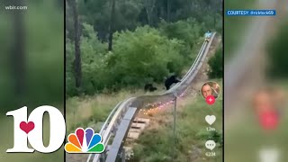 A mountain coaster riders close encounter with a bear amp her cubs at Anakeesta [upl. by Eidroj]