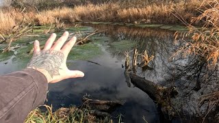 “BEAVERS BRAVE STAND” Tiny But Mighty Beaver Dam Removal Restores Flow [upl. by Aihseym853]