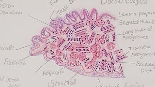 Tongue Histology Diagram Histological Diagram of Tongue [upl. by Rhodie]