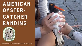 American Oystercatcher Banding in Pinellas County Florida [upl. by Assital]