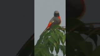 Small Minivet Bird [upl. by Dodwell]