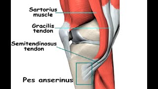 Two Minutes of Anatomy Pes Anserine [upl. by Aisha]