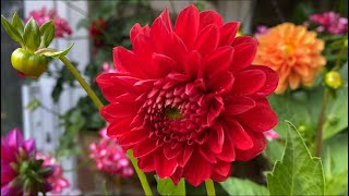 DAHLIAS from Seed My Seedling London [upl. by Coryden]