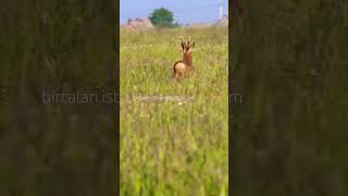 Kapitaler rehbock jagd jäger huntinginromania chasseur brocard oxota caza jakt roedeer [upl. by Hsekin]