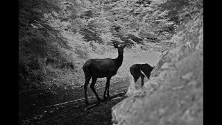 Piègephoto dans les Carpates roumaines [upl. by Neerahs]