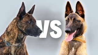 Dutch Shepherd Vs Belgian Malinois  Compare and Contrast [upl. by Aniaj]