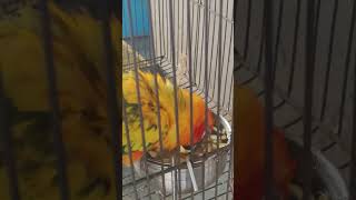 He made a juice 🧃 birds sunconure funnyparrots cuteparrotvideo [upl. by Iuq470]