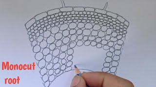 How to draw transverse section of monocut root  Labelled diagram of monocut root [upl. by Norihs]