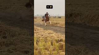 Horse race 🏇 pind Sarabha ❤️subscribe channel ✅ [upl. by Josh261]