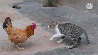 Rooster Vs Cat real fight [upl. by Dmitri]