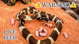 King Snake Eats 7 Pinkies MICE WARNING Live Feed [upl. by Adnalue]