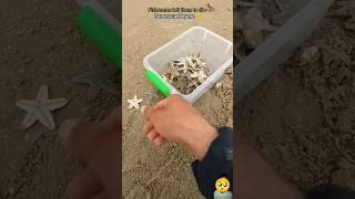 Rescue mission over 100 starfish safely returned to their home 🥺 [upl. by Herman]