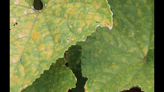 Cucurbit downy mildew in the garden [upl. by Carpet]