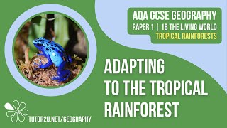 Adapting to the Tropical Rainforest  AQA GCSE Geography  Tropical Rainforests 2 [upl. by Leilamag]