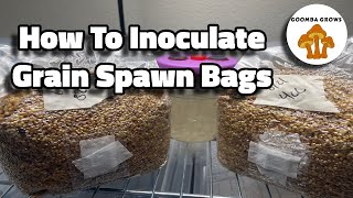 Using agar to inoculate allinone mushroom bags  a time lapse growmushrooms allinonemushroombag [upl. by Naraa]