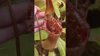 N lowii x ventricosa red EP carnivorousplants nepenthes pitcherplants growtent [upl. by Einnaj]