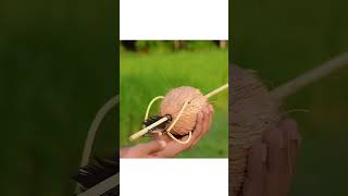 Can this Coconut Arrow Qualified quality test  shorts [upl. by Atined]