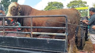 SAPI JUMBO DUA EKOR DEal PAK HAJI MAD PASAR KLIWON MUNTILAN 🔥🔥🔥🔥 [upl. by Lehteb]