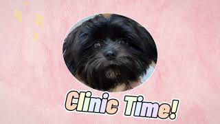 First Vaccination of My Shih Tzu Anti Rabies  Deworming and Pet Microchips [upl. by Fidelis380]