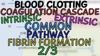 Blood Clotting 23  Coagulation Cascade Intrinsic Extrinsic and Common Pathway  Fibrin Formation [upl. by Leacock803]